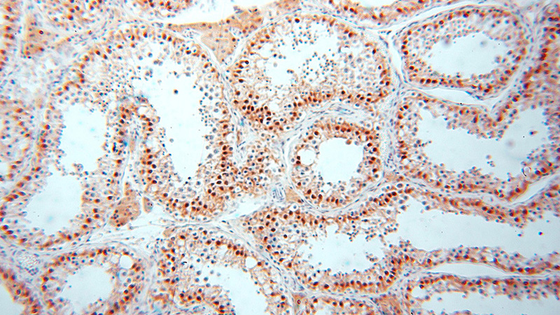 Immunohistochemical of paraffin-embedded human testis using Catalog No:116590(USP13 antibody) at dilution of 1:50 (under 10x lens)