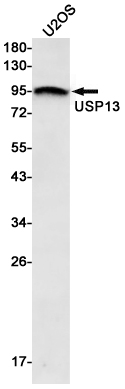 Western blot detection of USP13 in U2OS cell lysates using USP13 Rabbit mAb(1:500 diluted).Predicted band size:97kDa.Observed band size:97kDa.