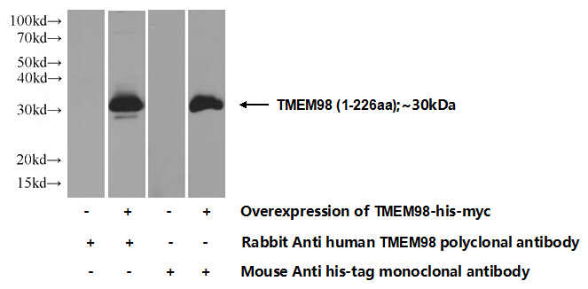 Transfected HEK-293 cells were subjected to SDS PAGE followed by western blot with Catalog No:116200(TMEM98 Antibody) at dilution of 1:1000
