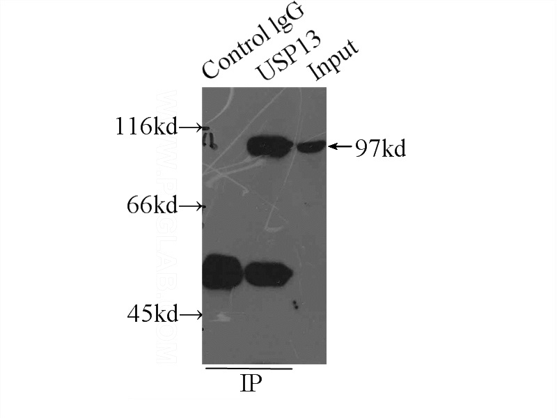 IP Result of anti-USP13 (IP:Catalog No:116590, 5ug; Detection:Catalog No:116590 1:500) with HeLa cells lysate 2000ug.