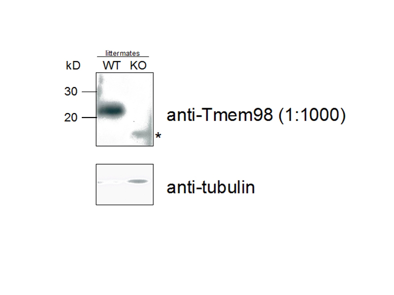 WB result of anti-TMEM98(Catalog No:116200) in WT and KO mouse (10 ug of total protein lysate from E12.5 embryos) by Dr. Sally H. Cross.