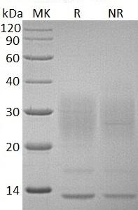 Human IL13/NC30 (His tag) recombinant protein