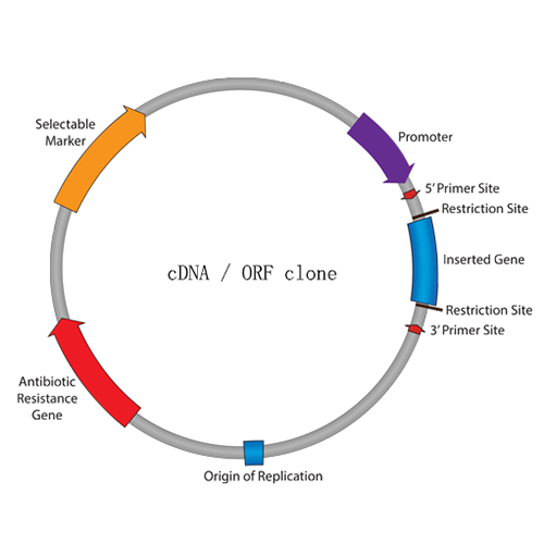 Cycs Rat  cDNA/ORF Clone