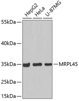 Western blot - MRPL45 Polyclonal Antibody 
