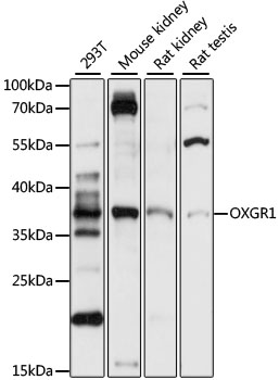 Western blot - OXGR1 Polyclonal Antibody 