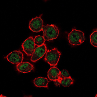 Immunofluorescence analysis of MCF-7 cells using SUZ12 mouse mAb (green). Red: Actin filaments have been labeled with Alexa Fluor-555 phalloidin.