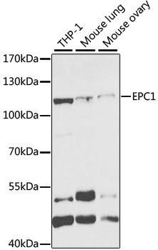 Western blot - EPC1 Polyclonal Antibody 
