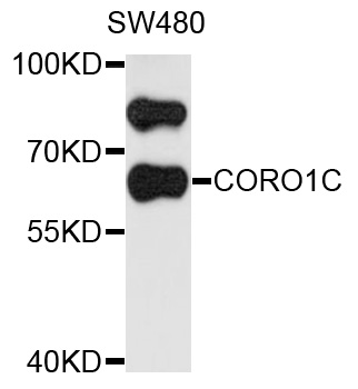 Western blot - CORO1C Polyclonal Antibody 