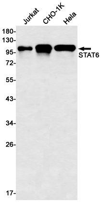 Western blot detection of STAT6 in Jurkat,CHO-K1,Hela cell lysates using STAT6 Rabbit mAb(1:500 diluted).Predicted band size:94kDa.Observed band size:110kDa.