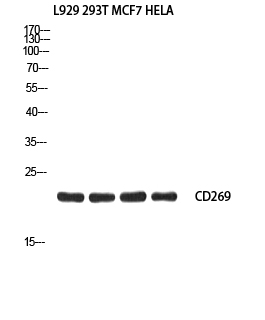 Fig1:; Western blot analysis of L929 293T MCF7 HELA using CD269 antibody. Antibody was diluted at 1:2000. Secondary antibody（catalog#：HA1001) was diluted at 1:20000
