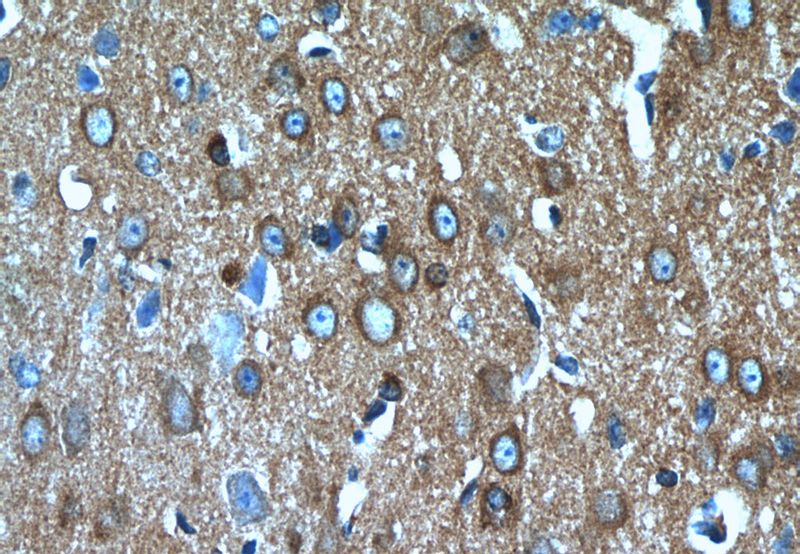 Immunohistochemistry of paraffin-embedded mouse brain tissue slide using Catalog No:109572(DPYSL3 Antibody) at dilution of 1:50 (under 40x lens)