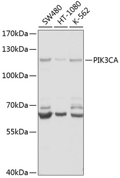 Western blot - PIK3CA Polyclonal Antibody 