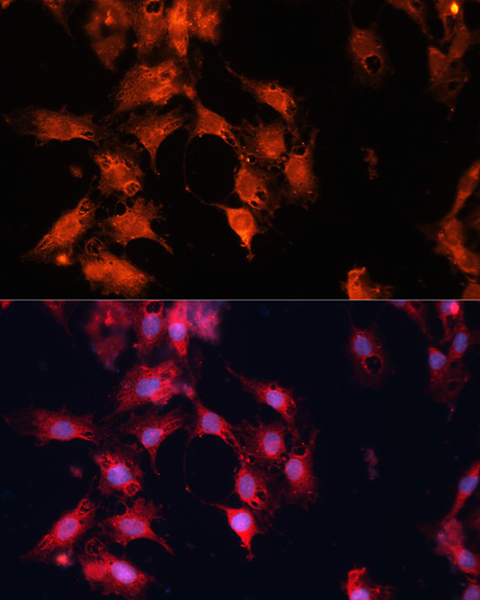Immunofluorescence - DNAJA3 Polyclonal Antibody 