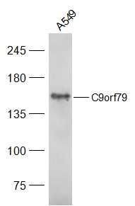 Fig1: Sample:; A549(Human) Cell Lysate at 40 ug; Primary: Anti-C9orf79 at 1/300 dilution; Secondary: IRDye800CW Goat Anti-Rabbit IgG at 1/20000 dilution; Predicted band size: 157 kD; Observed band size: 157 kD