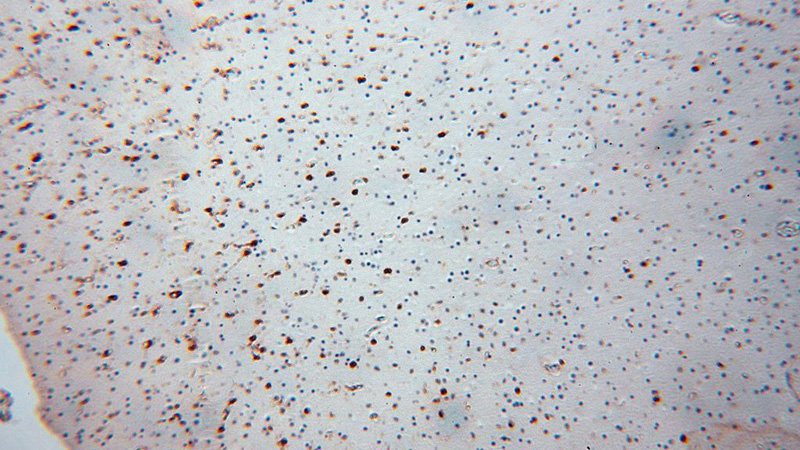 Immunohistochemical of paraffin-embedded human brain using Catalog No:114303(PSG11 antibody) at dilution of 1:100 (under 10x lens)
