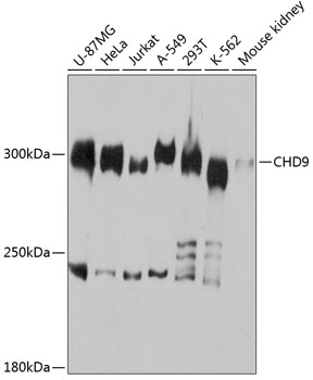 Western blot - CHD9 Polyclonal Antibody 