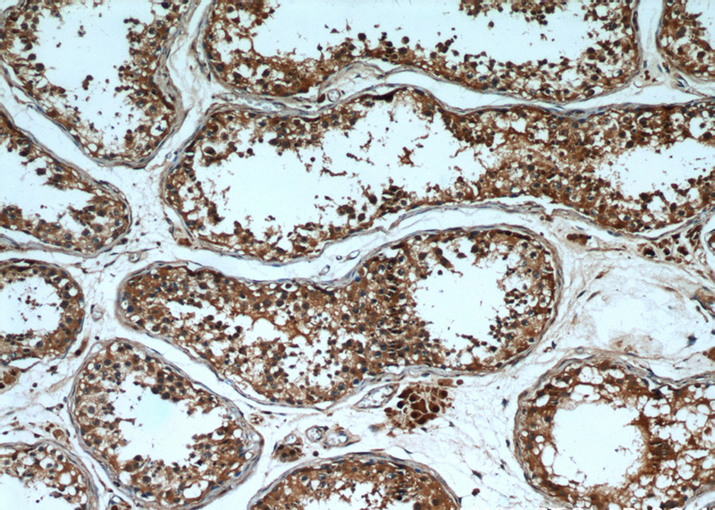 Immunohistochemical of paraffin-embedded human testis using Catalog No:114335(PTTG1IP antibody) at dilution of 1:50 (under 10x lens)