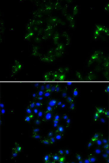 Immunofluorescence - BOC Polyclonal Antibody 