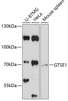 Western blot - GTSE1 Polyclonal Antibody 