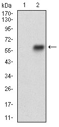 Western blot analysis using EPCAM mAb against HEK293 (1) and EPCAM (AA