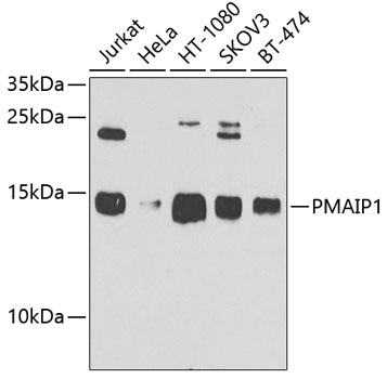 Western blot - PMAIP1 Polyclonal Antibody 