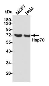 Western blot detection of Hsp70 in MCF7 and Hela cell lysates using Hsp70 mouse mAb (1:1000 diluted).Predicted band size:70kDa.Observed band size:70kDa.