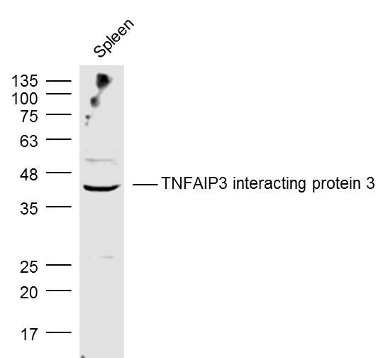 Fig1: Sample:; Spleen (Mouse) Lysate at 40 ug; Primary: Anti- TNFAIP3 interacting protein 3 at 1/300 dilution; Secondary: IRDye800CW Goat Anti-Rabbit IgG at 1/20000 dilution; Predicted band size: 39 kD; Observed band size: 39 kD