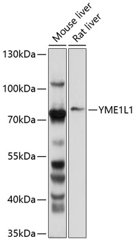 Western blot - YME1L1 Polyclonal Antibody 