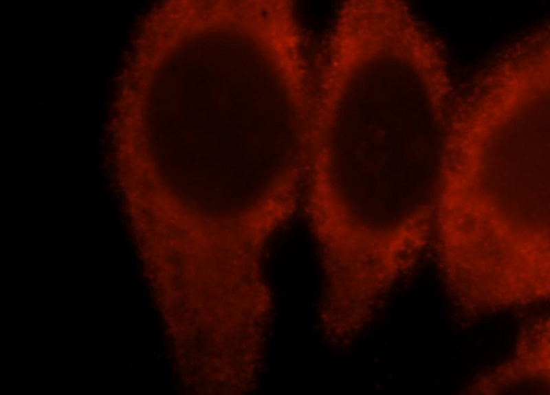 Immunofluorescent analysis of Hela cells, using EGFR antibody Catalog No:110218 at 1:25 dilution and Rhodamine-labeled goat anti-rabbit IgG (red).