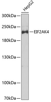 Western blot - EIF2AK4 Polyclonal Antibody 