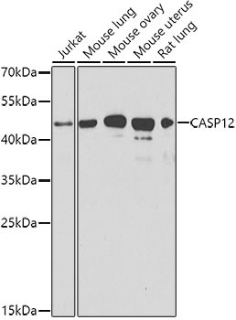 Western blot - CASP12 Polyclonal Antibody 