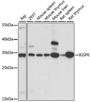 Western blot - IGSF6 Polyclonal Antibody 
