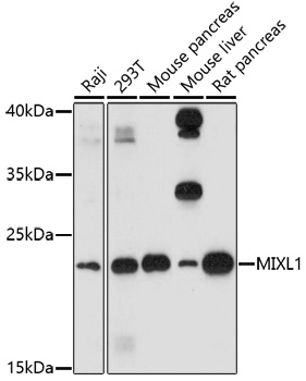 Western blot - MIXL1 Polyclonal Antibody 