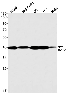 Western blot detection of MAS1L in K562,Rat Brain,C6,3T3,Hela cell lysates using MAS1L Rabbit mAb(1:1000 diluted).Predicted band size:42kDa.Observed band size:42kDa.