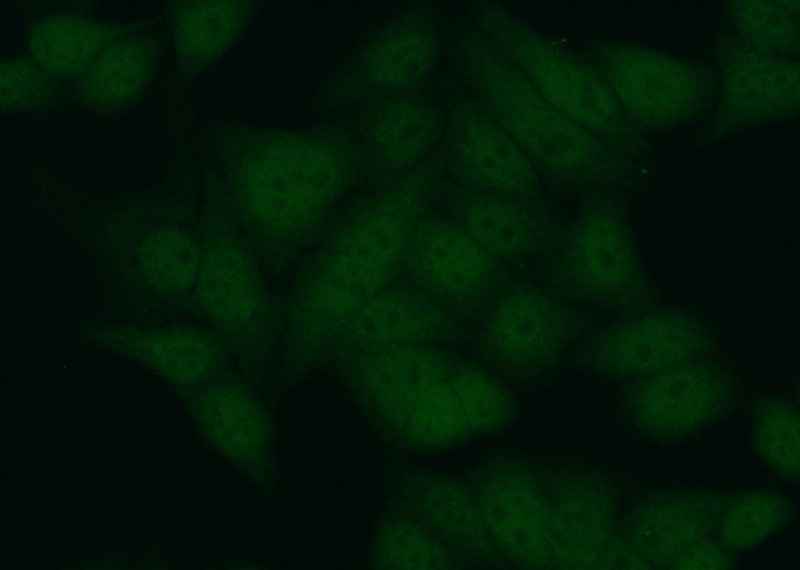 Immunofluorescent analysis of (10% Formaldehyde) fixed HepG2 cells using Catalog No:113744(PCNA Antibody) at dilution of 1:50 and Alexa Fluor 488-congugated AffiniPure Goat Anti-Rabbit IgG(H+L)