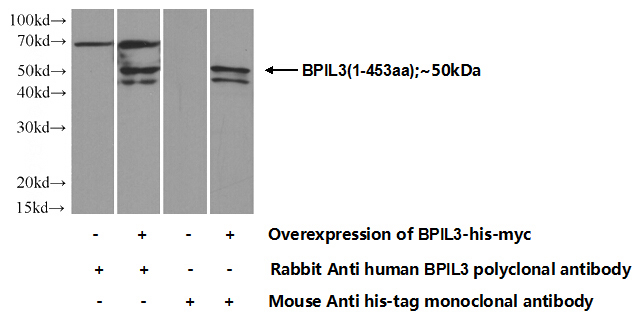 Transfected HEK-293 cells were subjected to SDS PAGE followed by western blot with Catalog No:117219(BPIL3 Antibody) at dilution of 1:700