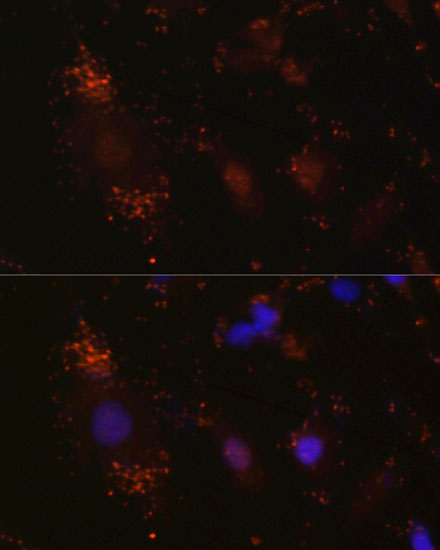 Immunofluorescence - NTN1 Polyclonal Antibody 