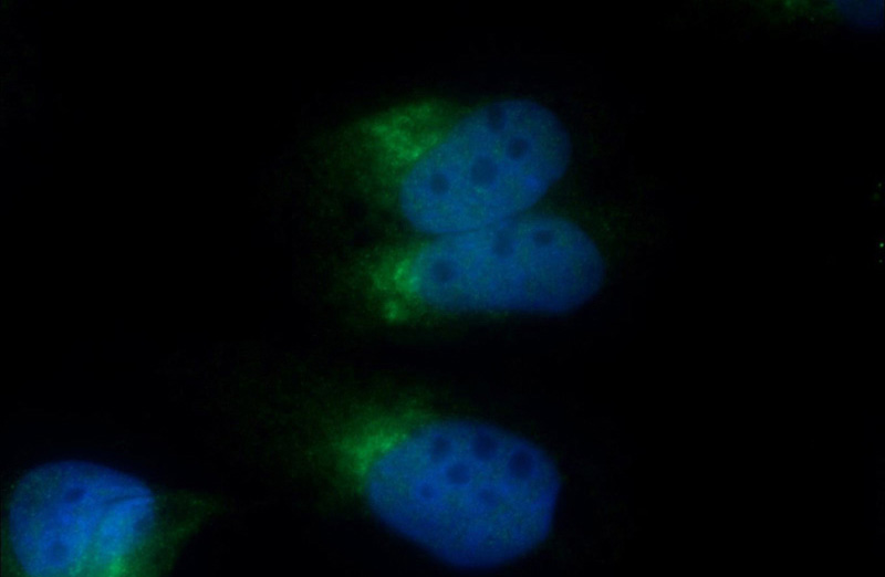 Immunofluorescent analysis of MDCK cells using Catalog No:108653(C13orf30 Antibody) at dilution of 1:25 and Alexa Fluor 488-congugated AffiniPure Goat Anti-Rabbit IgG(H+L)