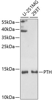 Western blot - PTH Polyclonal Antibody 