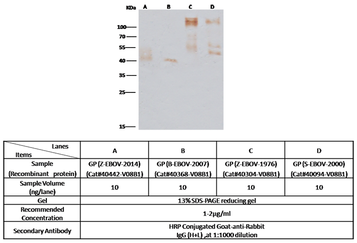 Ebola virus EBOV (subtype Zaire, strain Mayinga 1976) Glycoprotein / GP Antibody, Rabbit PAb, Antigen Affinity Purified, Western blot