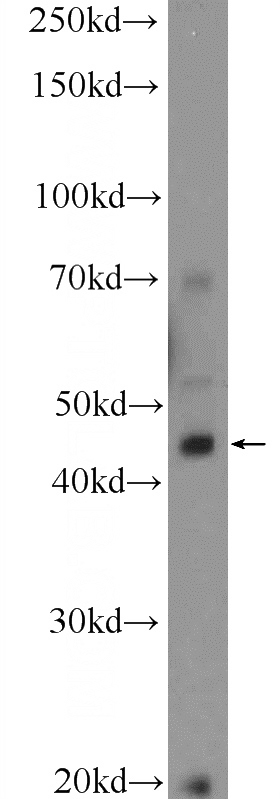 MCF-7 cells were subjected to SDS PAGE followed by western blot with Catalog No:113834(RCHY1 Antibody) at dilution of 1:300