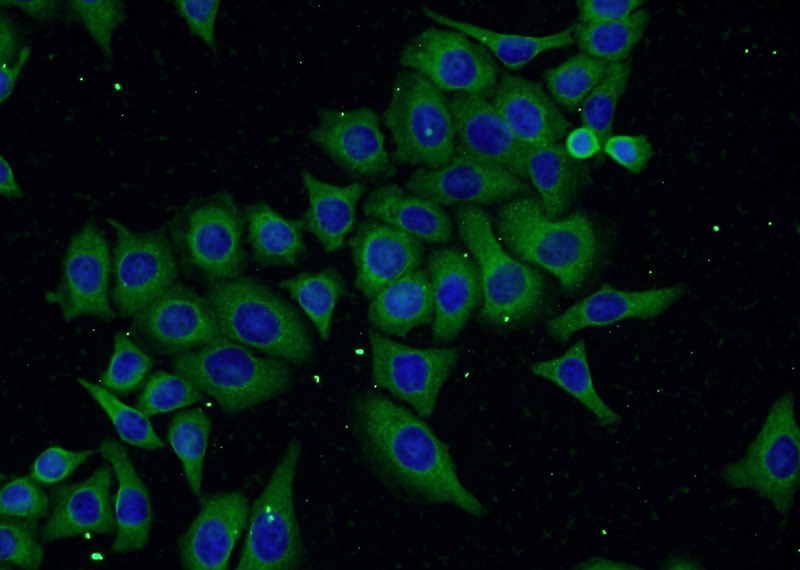 Immunofluorescent analysis of PC-3 cells using Catalog No:110574(FAM160B1 Antibody) at dilution of 1:50 and Alexa Fluor 488-congugated AffiniPure Goat Anti-Rabbit IgG(H+L)