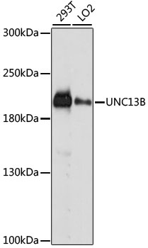 Western blot - UNC13B Polyclonal Antibody 