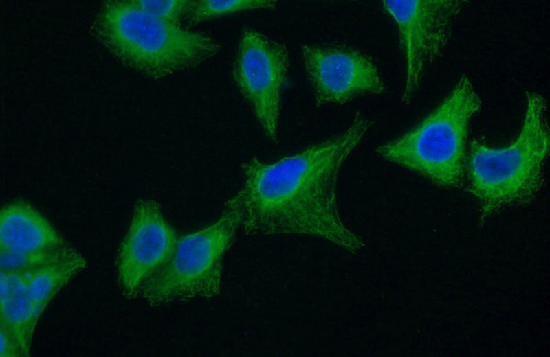 Immunofluorescent analysis of (-20oc Ethanol) fixed HeLa cells using Catalog No:107525(SEPT8 Antibody) at dilution of 1:100 and Alexa Fluor 488-congugated AffiniPure Goat Anti-Mouse IgG(H+L)
