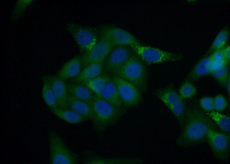 Immunofluorescent analysis of (10% Formaldehyde) fixed HepG2 cells using Catalog No:107611(STXBP2 Antibody) at dilution of 1:50 and Alexa Fluor 488-congugated AffiniPure Goat Anti-Mouse IgG(H+L)
