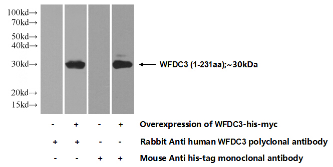 Transfected HEK-293 cells were subjected to SDS PAGE followed by western blot with Catalog No:116823(WFDC3 Antibody) at dilution of 1:1000