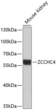 Western blot - ZCCHC4 Polyclonal Antibody 