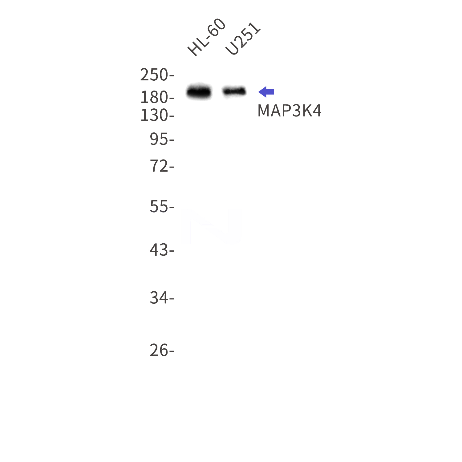 Western blot detection of MAP3K4 in HL-60,U251 cell lysates using MAP3K4 Rabbit mAb(1:1000 diluted).Predicted band size:182kDa.Observed band size:200kDa.