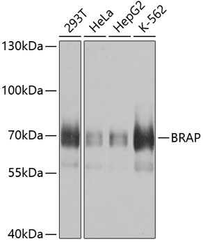 Western blot - BRAP Monoclonal Antibody 