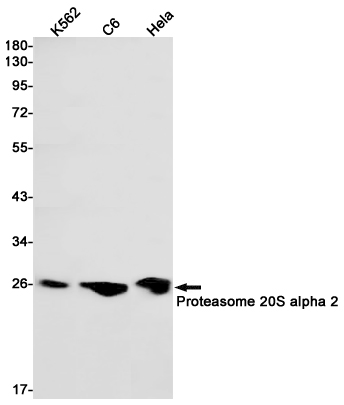 Western blot detection of Proteasome 20S alpha 2 in K562,C6,Hela cell lysates using Proteasome 20S alpha 2 Rabbit pAb(1:1000 diluted).Predicted band size:26kDa.Observed band size:26kDa.